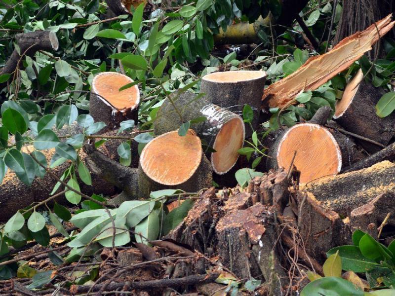 Indígenas panameños defienden que su manejo forestal es sostenible