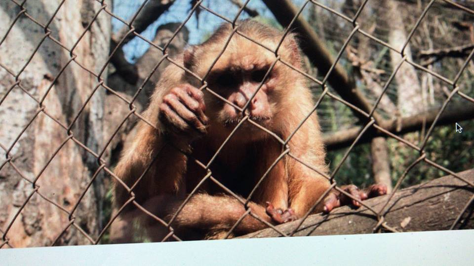 Denuncian ataque y robo de monos desde centro de rehabilitación en Peñaflor