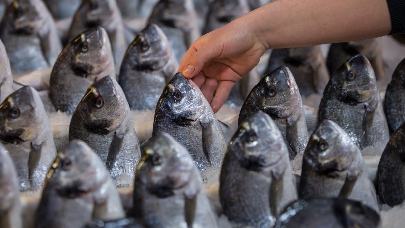 Pegaban ojos falsos a pescados y los vendían como frescos