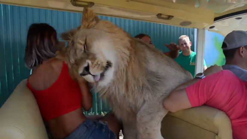 (Video) ¡Asombroso! Un león salta a un carro lleno de turistas para pedir caricias