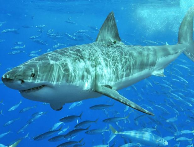 ¿Por qué los tiburones blancos están concentrados en grandes cantidades en una zona específica del Pacífico?