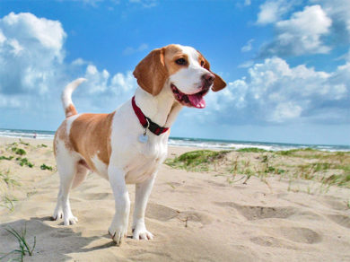 (Foto) La imagen de un perro sonriente aparece en los rayos X de un paciente con cáncer