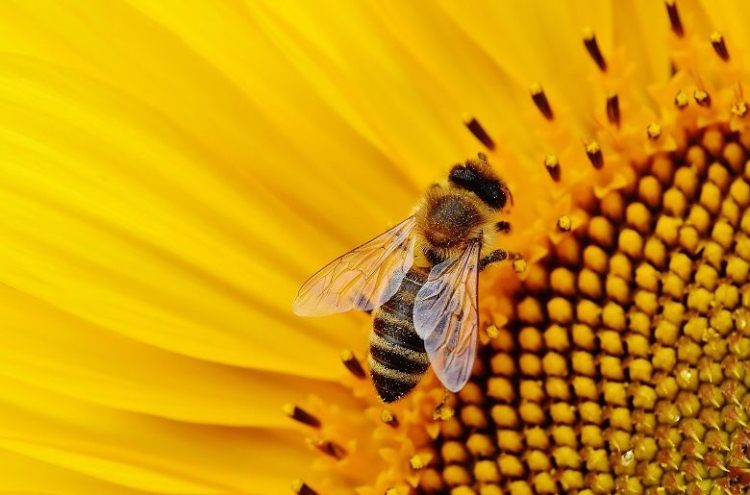 Ámsterdam tiene un estupendo plan para salvar a las abejas