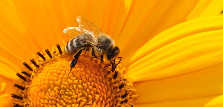 Francia prohibirá cinco pesticidas para proteger a las abejas