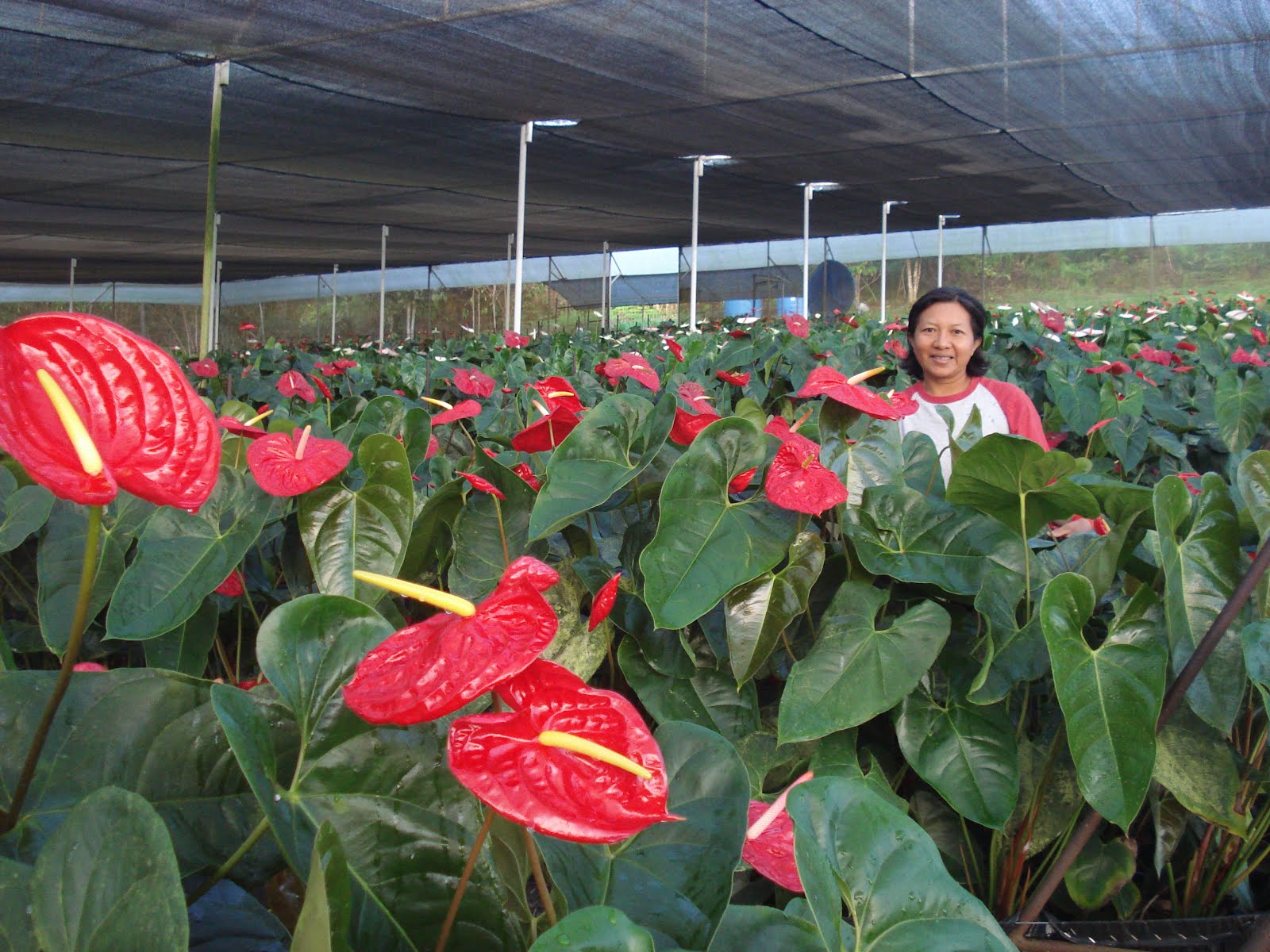 Floricultores venezolanos se alistan para participar en Feria Mundial del Comercio en Shangai