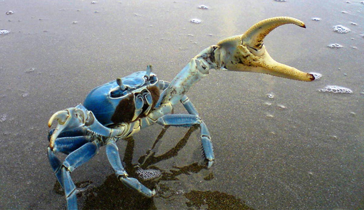 El cangrejo azul se multiplica en Japón  y creen que fue por el tsunami del 2011