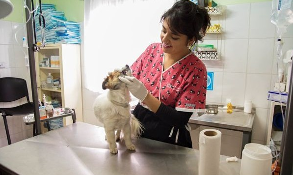 Ancud abrirá la primera clínica veterinaria municipal de Chiloé
