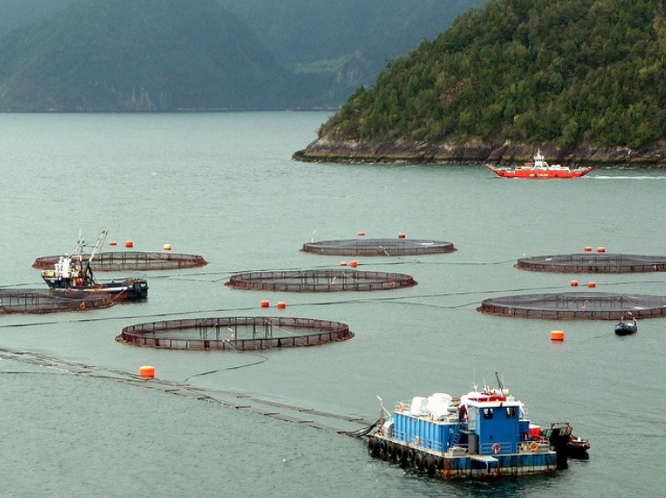 Las definiciones contra la industria salmonera del nuevo Premio Nacional de Ciencias Aplicadas