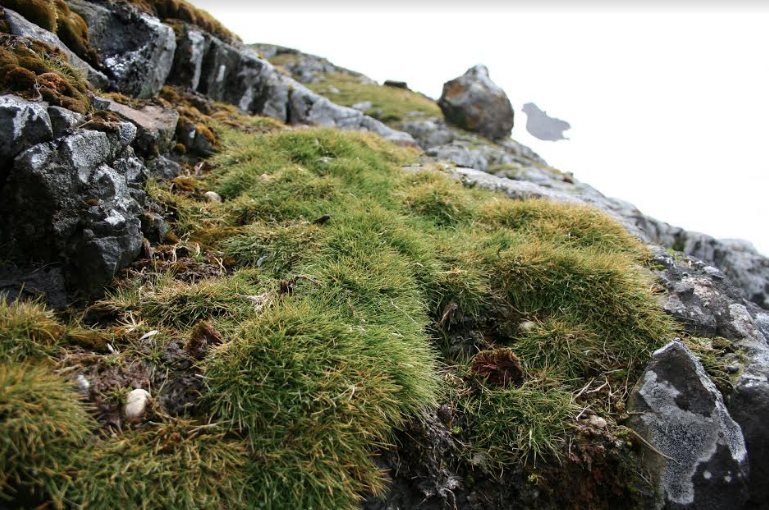 Planta antártica promete combatir el cáncer colorrectal