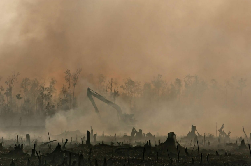 Investigación de Greenpeace expone cómo grandes marcas destruyen bosques en Indonesia