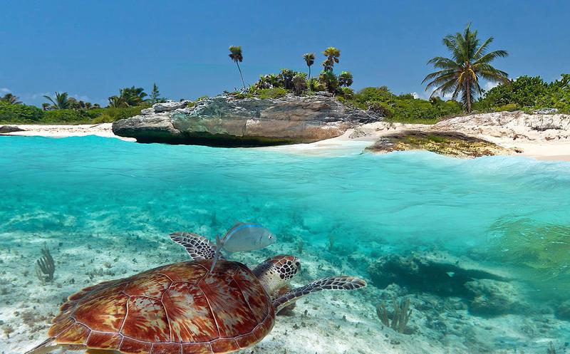 Vetan construcción de resort en México porque amenaza la reproducción tortugas
