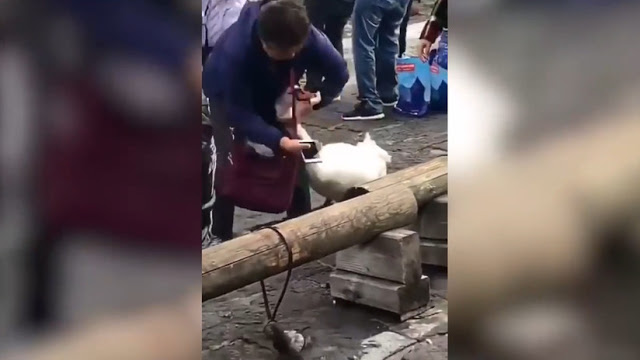 (+Video) ¡Imperdonable! Turista agrede a un Cisne por no posar para un selfie