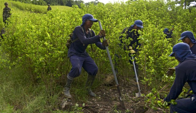 Venezuela muestra preocupación por aumento de cultivos ilícitos en Colombia