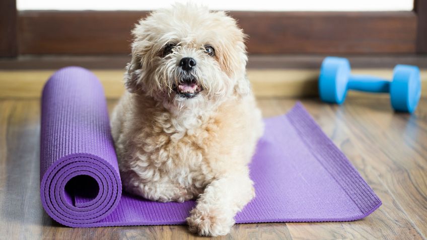 (Video) Un simpático y peculiar perrito practica yoga junto a su amo