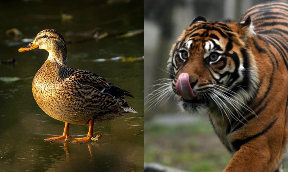 (Video) ¡Qué vergüenza! Pato con agallas deja en ridículo a un hambriento tigre