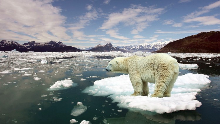 (Fotos) Estos son los 4 animales del Polo Norte en peligro de extinción