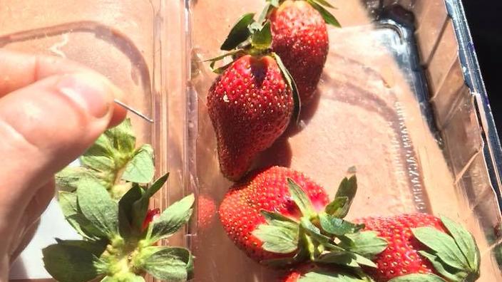 (Video + Fotos) Australia: 70 mil dólares para capturar a quienes colocan agujas en fresas de supermercados