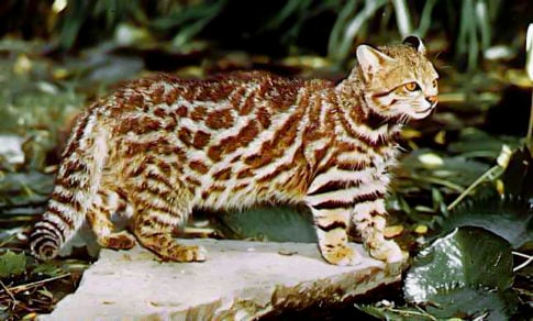 ¿Sabes cuántas especies de felinos habitan en Chile?