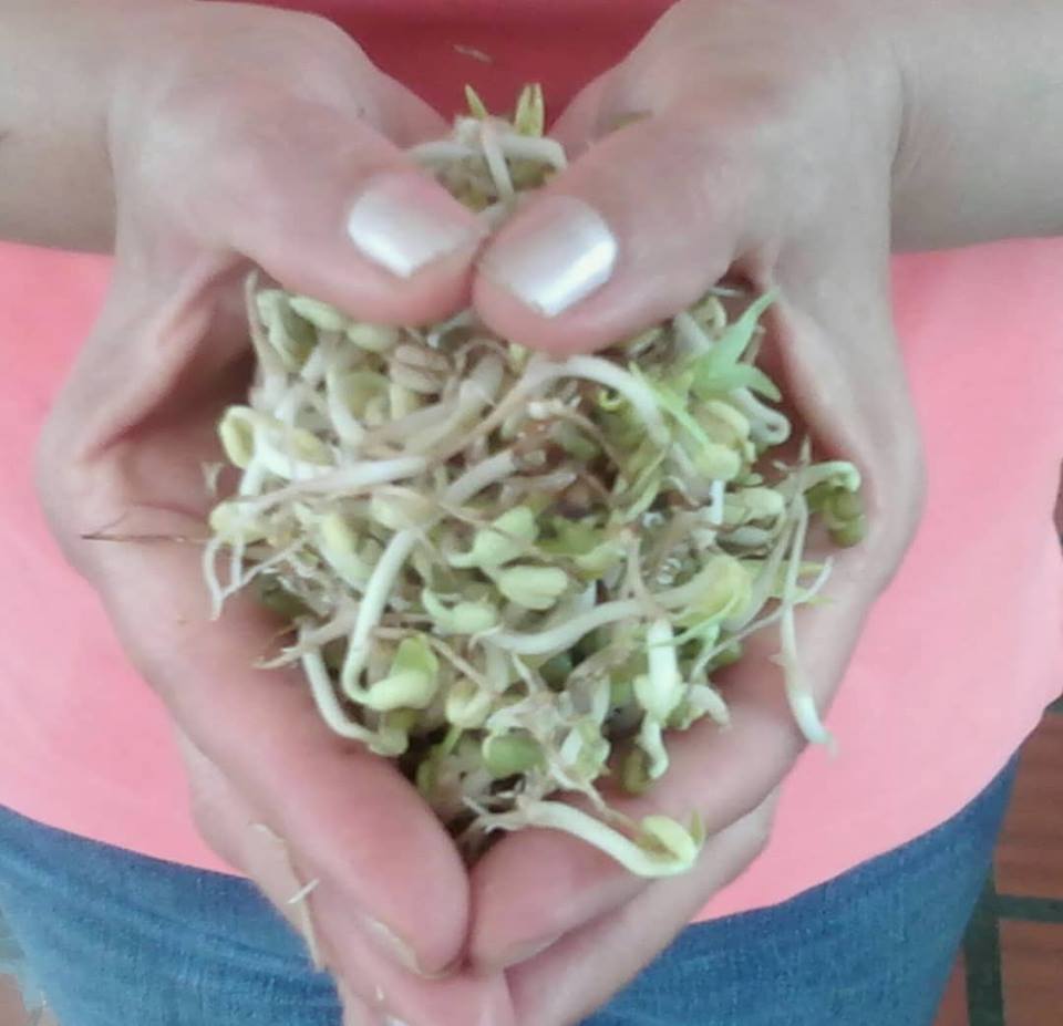 Emprendedora venezolana posiciona el germinado como un potente y saludable alimento