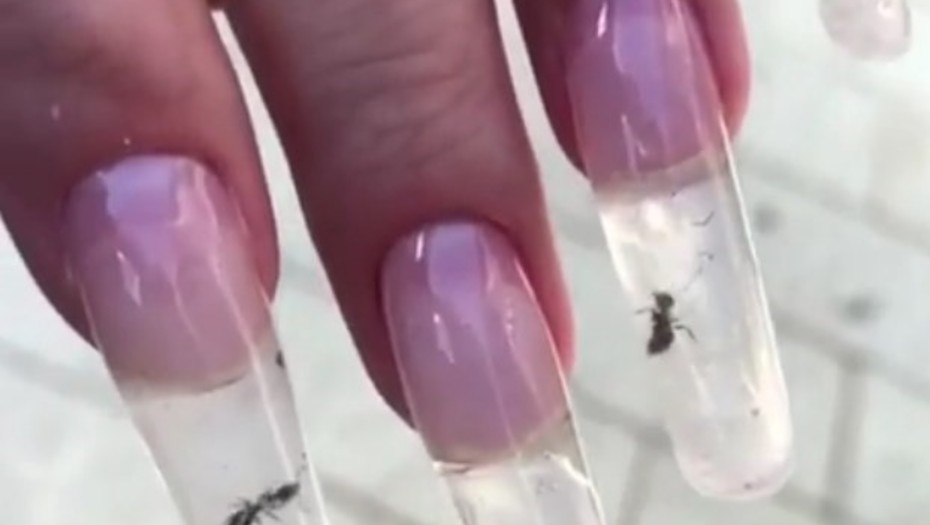 (Video) La moda que indigna la red: hormigas dentro de uñas postizas
