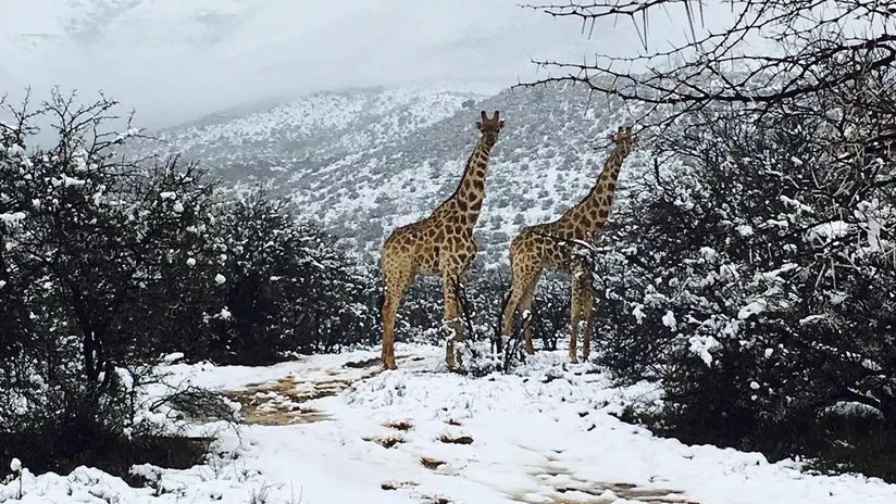 Animales se adaptan al frío y parecen disfrutarlo en Sudáfrica