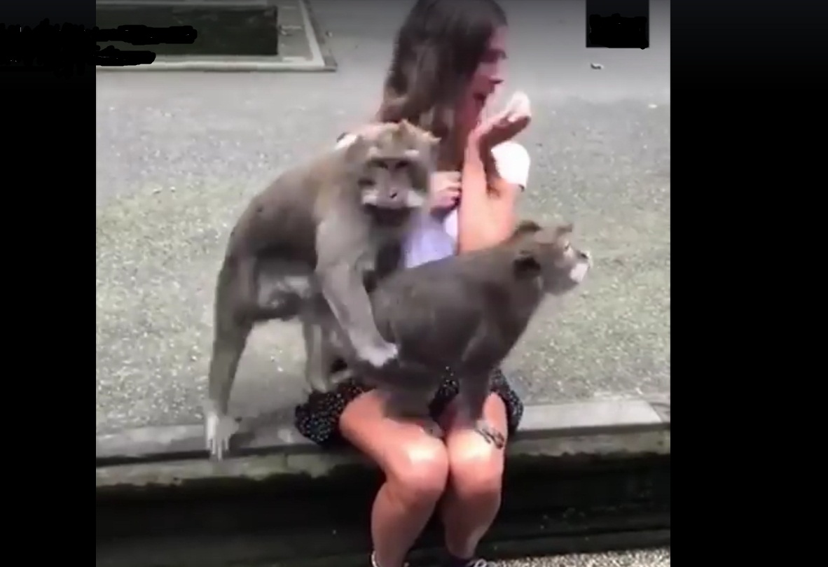 Video: En pleno auge de apareamiento entre primates una joven se lleva una sorpresa inesperada