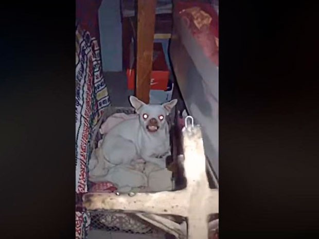 (Video) Hombre intenta exorcizar a su perro pero el resultado es inesperado