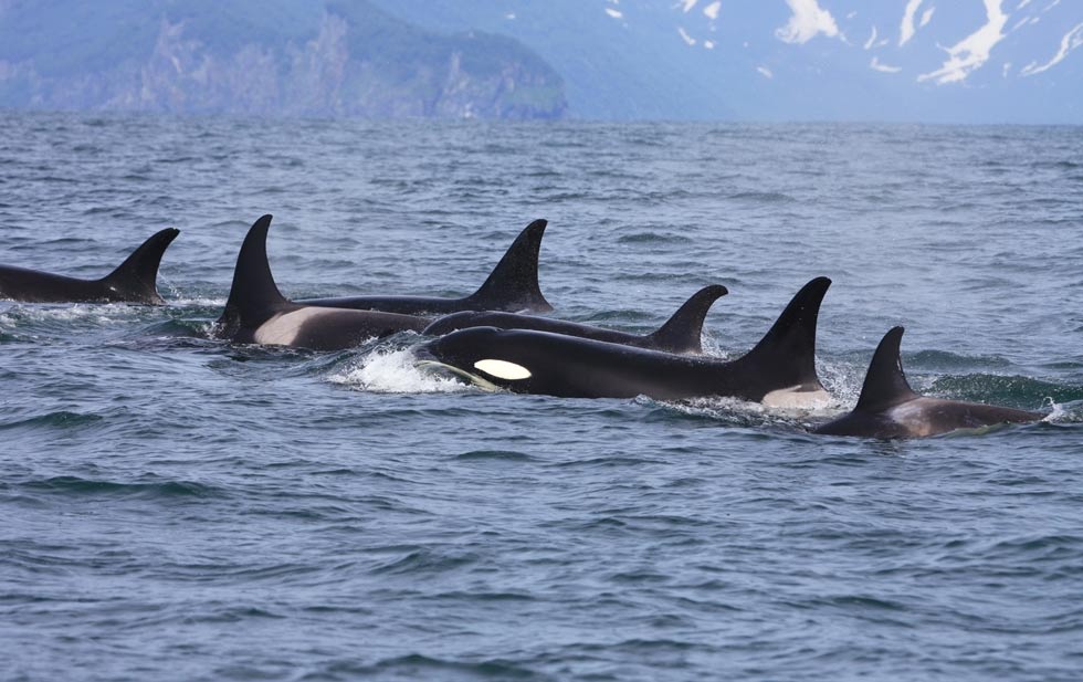 Condenan a la extinción a las Orcas en varios mares del mundo alertan científicos