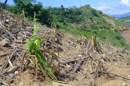 Alerta roja en Guatemala por agudización del hambre