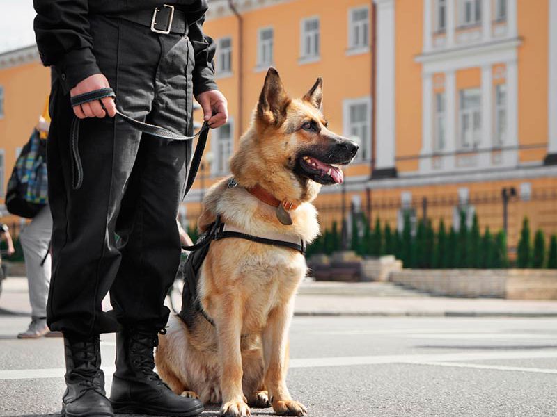 Holanda captura a violadores con perros policías que rastrean el semen