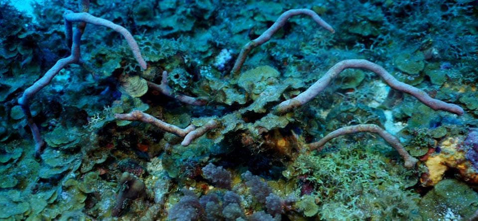 Las gorgonias sustituyen a los corales en un proceso natural que deteriora más la condición del planeta