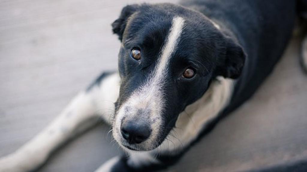 La ciudad y los perros: Denuncian cruel matanza de canes en Vallenar desde 2011
