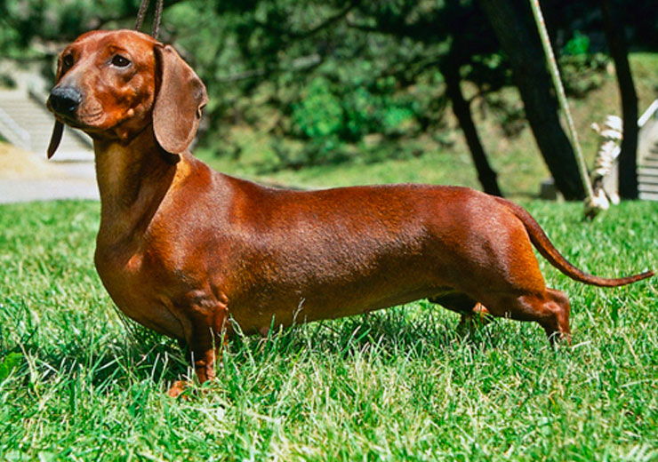 (Fotos, Video) Imprimen en 3D un nuevo cráneo para un perro salchicha con cáncer