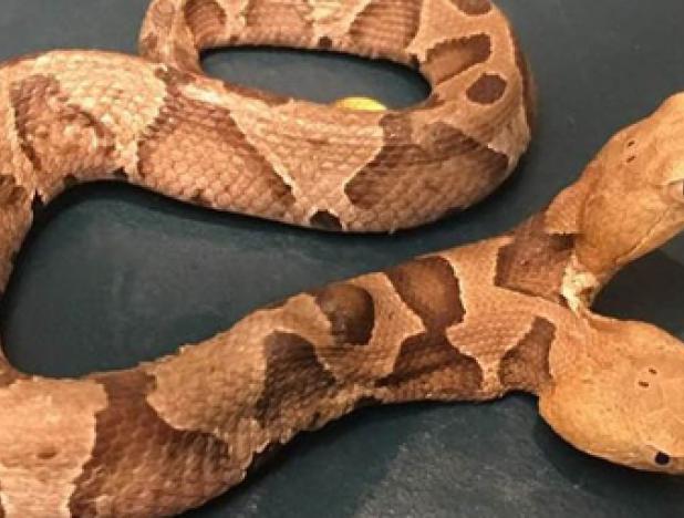 Serpiente con dos cabezas aparece en vecindario estadounidense y genera pánico en los habitantes