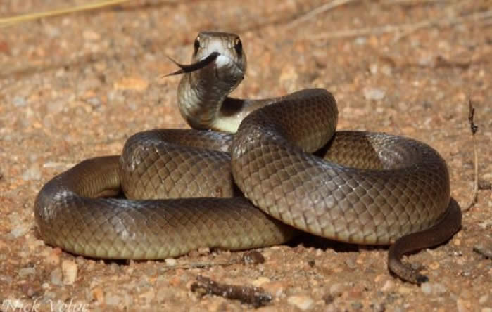 (Video) ¡Malagradecido! Lo salvan de ser devorado por una serpiente y ataca a su salvador