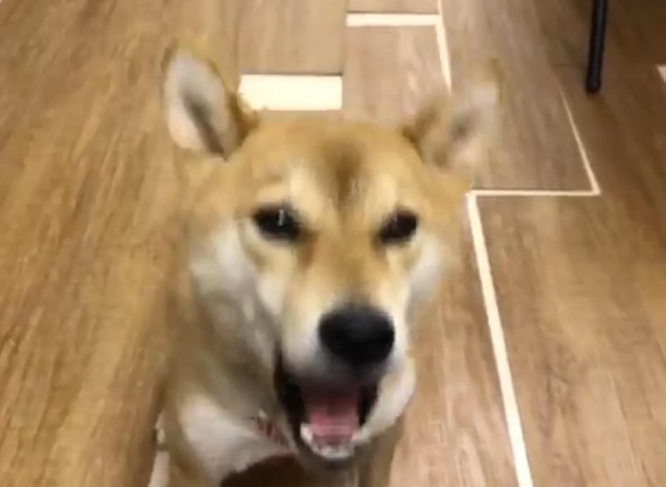 (Video) Beni: El perro que habla japonés a cambio de golosinas