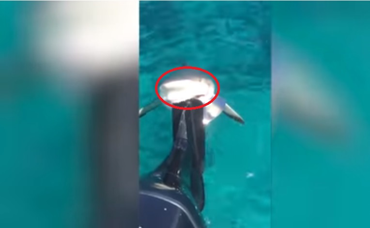 (Vídeo y Foto) Observa como el tiburón le muerde el motor a un pescador y se sonríe