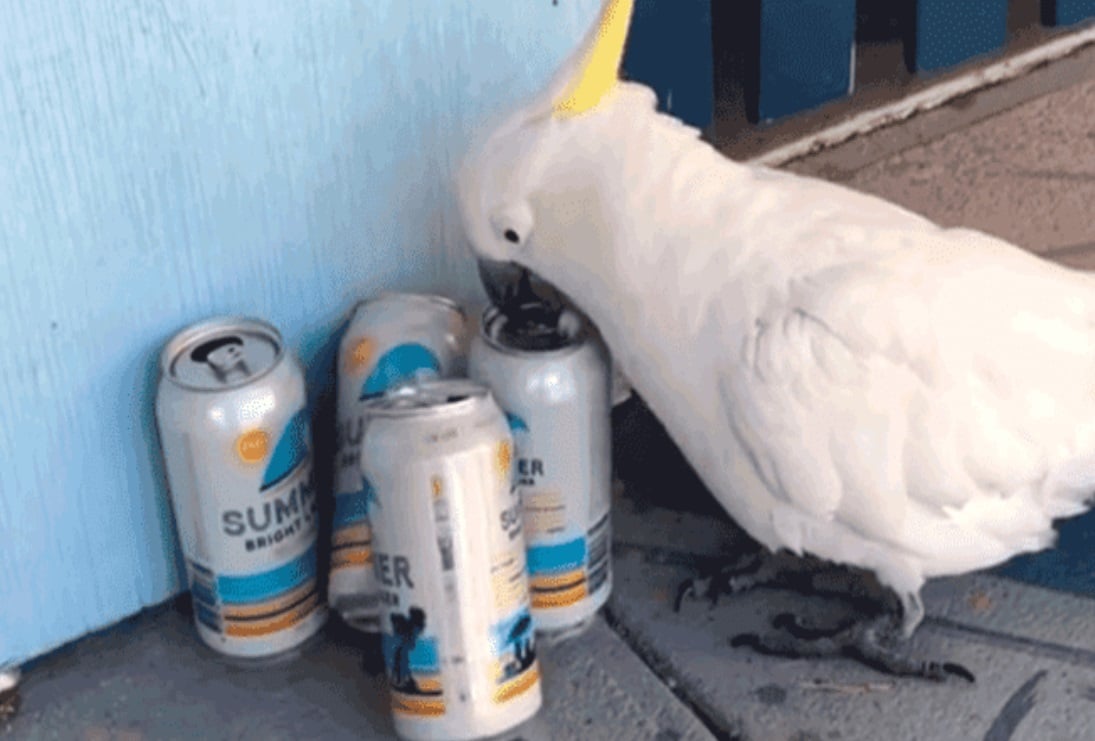 Cacatúa bebe cervezas