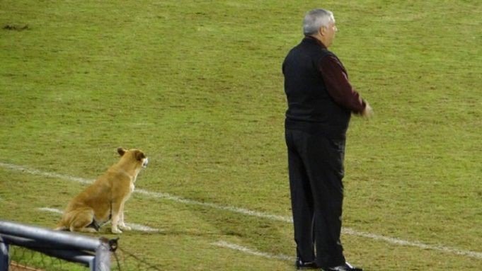 (Fotos) Tesapara, la perrita que se convirtió en asistente de un club de fútbol paraguayo