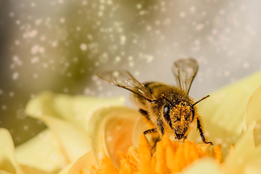 Las abejas deben visitar dos millones de flores para producir dos kilos de miel