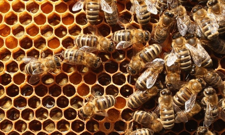 Así es como el glifosato de Monsanto está acabando con las abejas