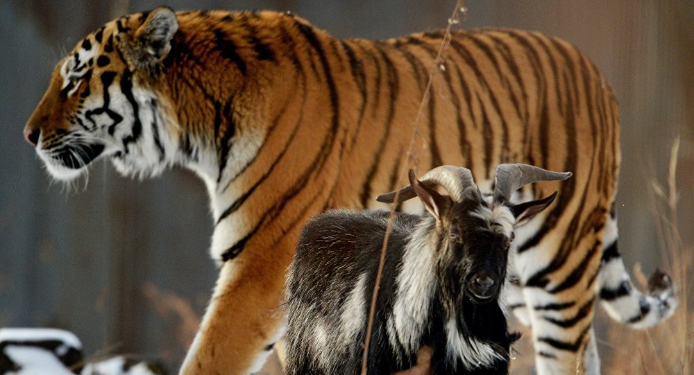 (Video) Un tigre y una cabra cuentan con una «amistad» de tres años
