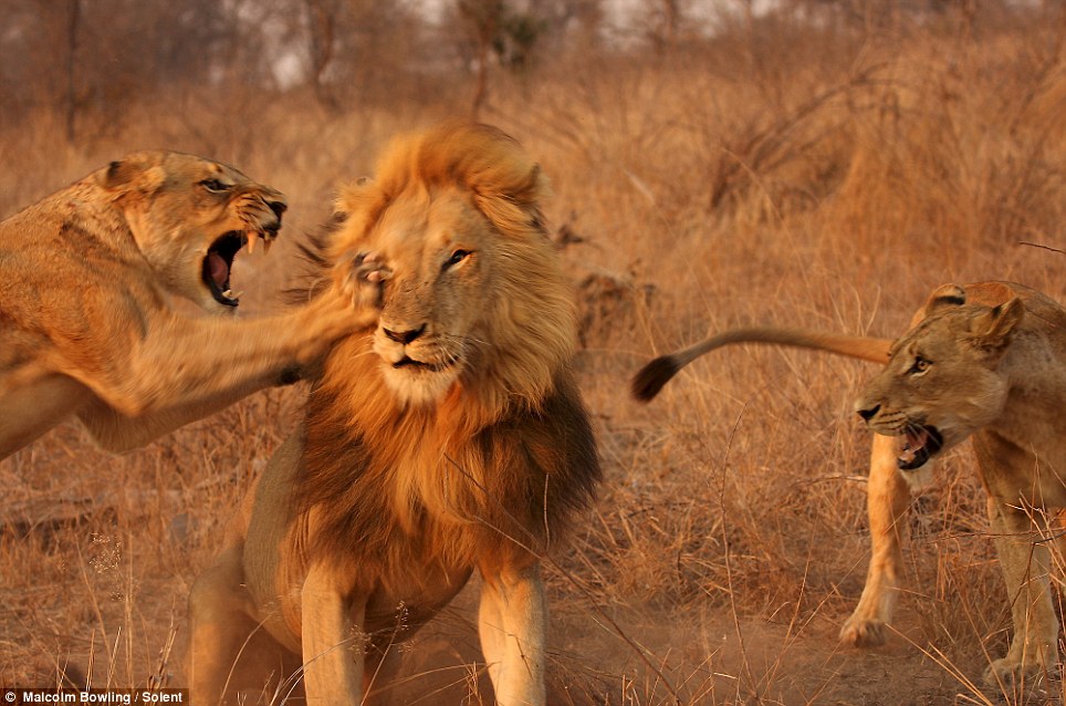 (Video) Nueve leonas se rebelan contra el macho dominante en un safari