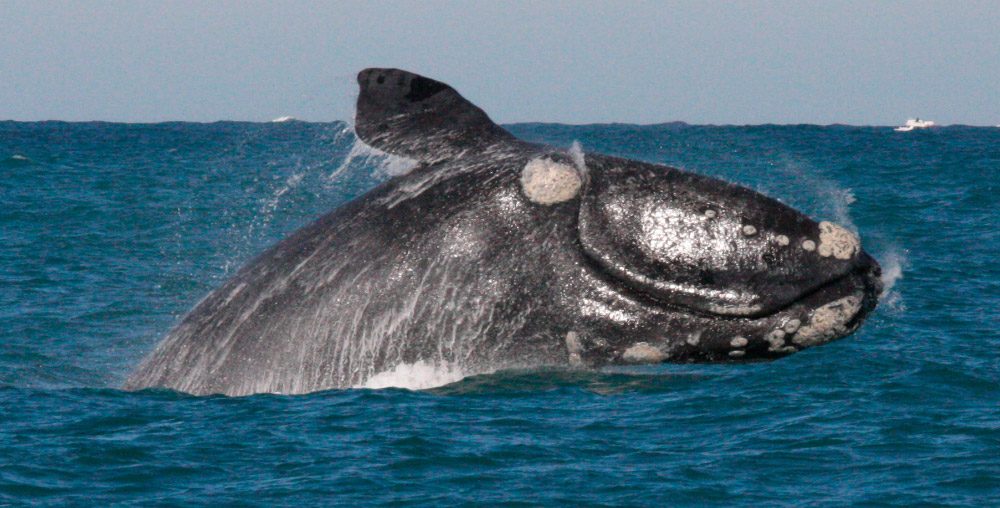 Inició la temporada de avistamiento de ballenas francas en Argentina