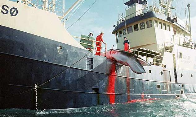 Japón cazó este año más de 50 ballenas en aguas protegidas de la Antártida