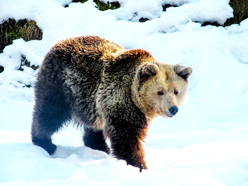 (Video) Gobernador ruso indigna a las redes al disparar a quemarropa a un oso dormido