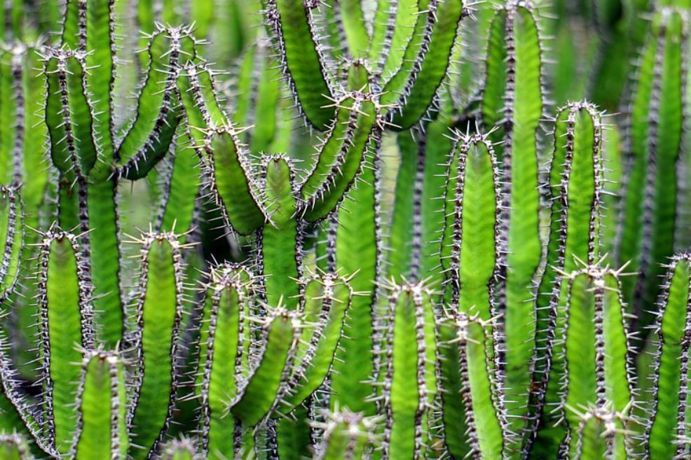 El cactus, una de las plantas más ignoradas en el ecosistema global