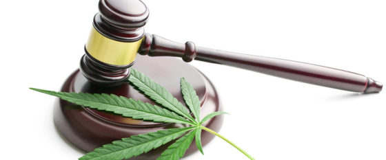 prohibicion de Marihuana tiene un oscuro trasfondo