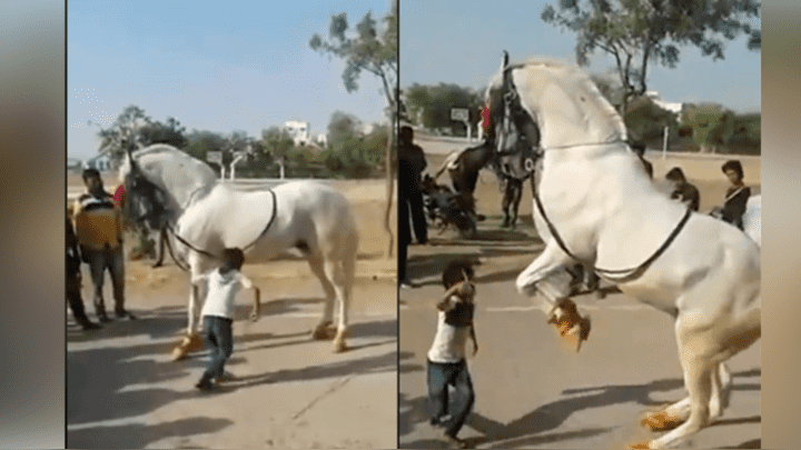 (Video) Un caballo baila cumbia con un niño y luce como todo un profesional