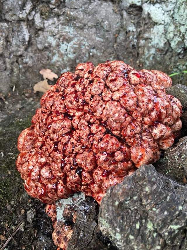 ¡Espeluznante! Descubren inusual “cerebro sangrante” en un árbol en Dinamarca